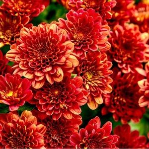 🌿🌞🌿🌞🌿🌞🌿🌞